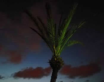 Close-up of palm tree against sky