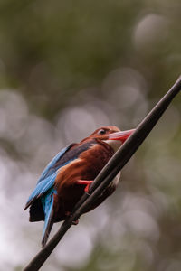 Close-up of bird perching on branch