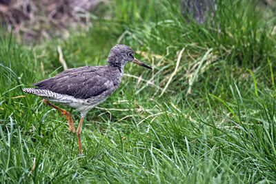 Close-up of a bird on grass