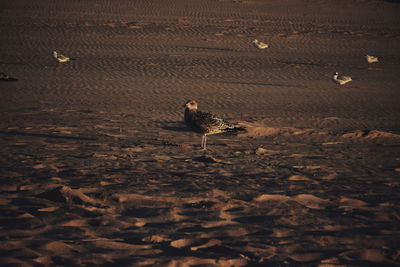 View of birds on sand