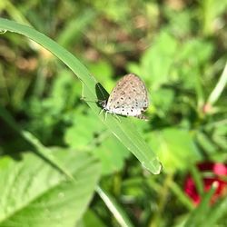 Close-up of butterfly on plant