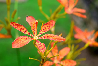 Close-up of orange flowering plant leaves. beautiful red leopard lily flower in garden