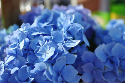 Close-up of purple flowers