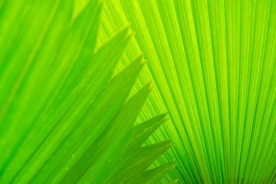 Full frame shot of green leaves