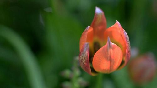 Close-up of red flower