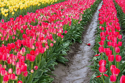 Pink tulips on field