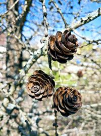 Close-up of snail on pine cone