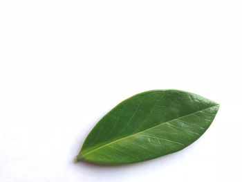 leaf