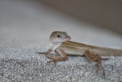 Close-up of lizard