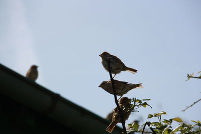 Low angle view of birds perching on plant against sky