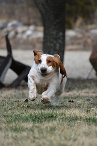 Dog sitting on grass