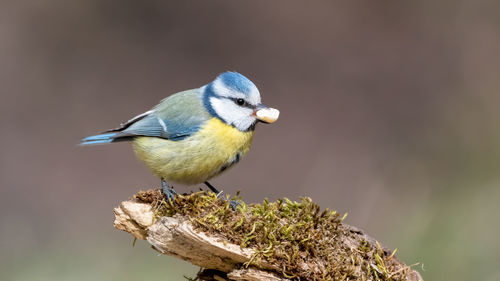 Close-up of bird perching