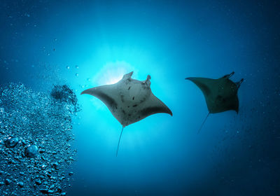 Stingray swimming in sea