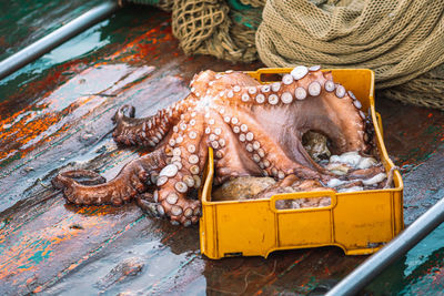 Freshly just caught big octopus in a plastic crate on a fishing wooden boat with nets