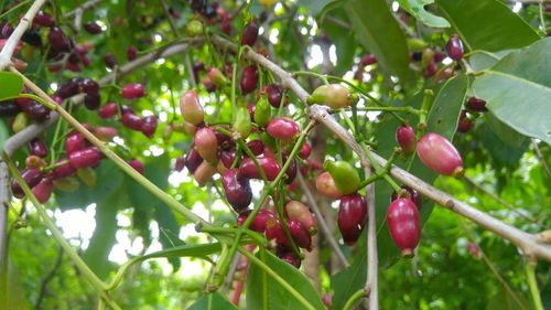 Close-up of berries growing on tree