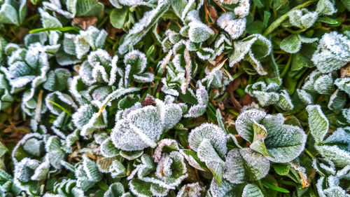 Close-up of frozen plant on field