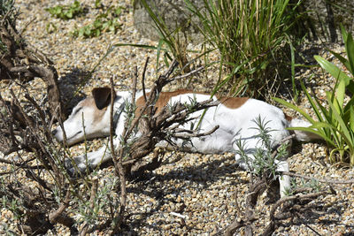 High angle view of bird in nest on field