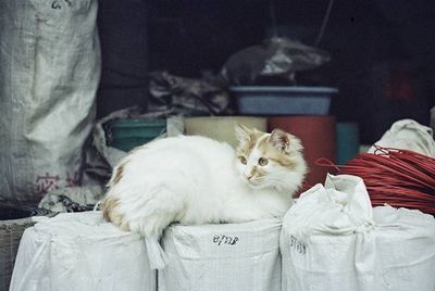 Cat looking away