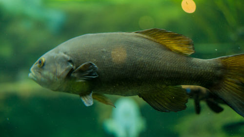 Close-up of fish swimming in sea