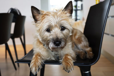 Portrait of dog on a chair at home. a small cute cairn terrier.