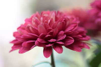 Close-up of red maroon dahlia