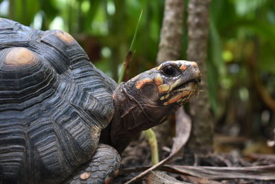 Close-up of tortoise