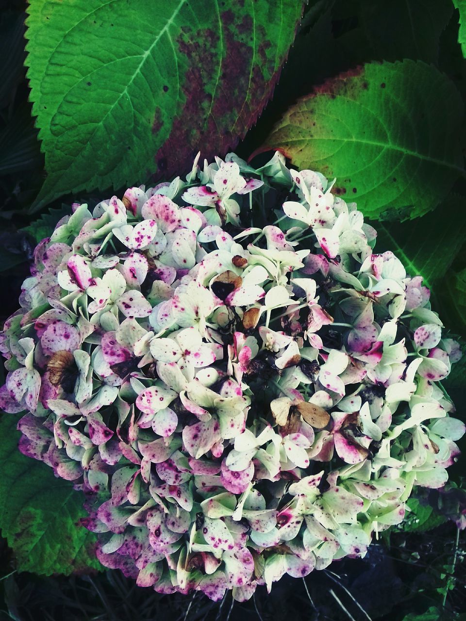 flower, freshness, fragility, growth, beauty in nature, petal, springtime, close-up, plant, nature, in bloom, leaf, pink color, blossom, selective focus, botany, flower head, macro, hydrangea, green color, pink, softness, bunch of flowers, vibrant color, day, outdoors, lilac, green, blooming