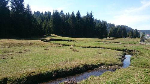 Scenic view of trees on field against sky