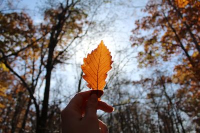 Person holding maple leaf during autumn