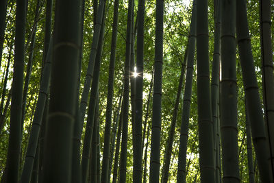 Low angle view of bamboo trees in forest