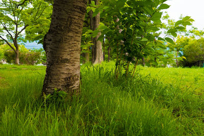 Trees on field