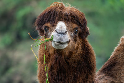 Close-up of horse