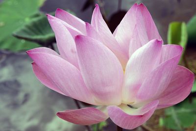 Close-up of pink lotus water lily