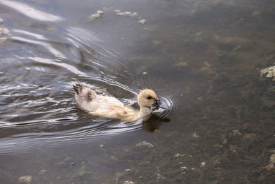 High angle view of duck swimming in lake