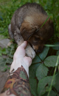 Close-up of hand holding puppy