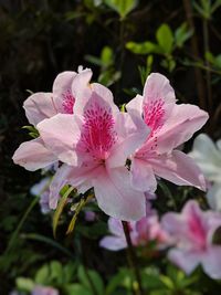 Close-up of fresh pink flowers blooming outdoors