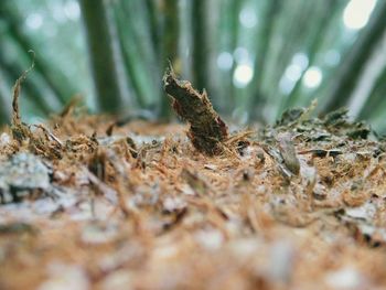 Close-up of plant