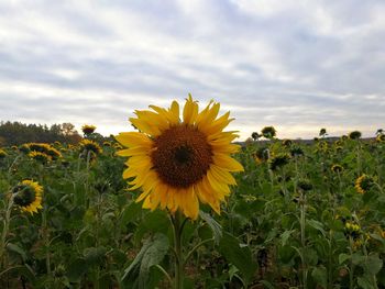 Close-up of sunflower on field against sky