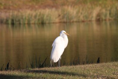 Gray heron perching on grass by lake