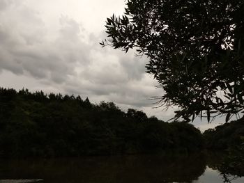 Low angle view of trees against sky