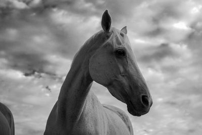 Close-up of a horse against cloudy sky