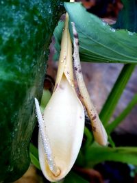 Close-up of water drops on white flowering plant