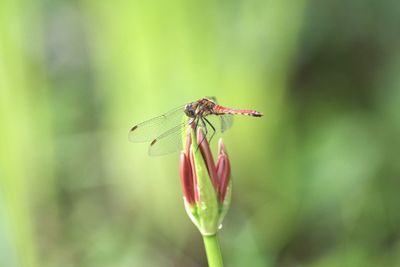 Close-up of dragonfly on flower