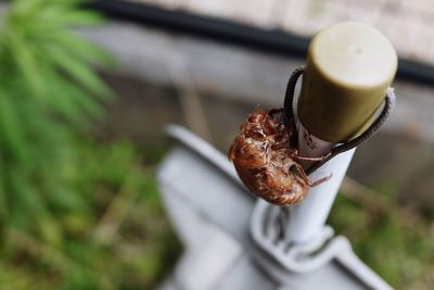 Close-up view of crab