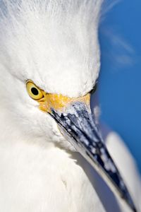 Close-up of a white heron 