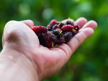 Close-up of hand holding mulberry