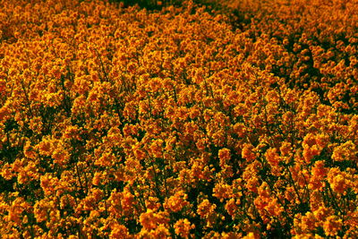 Full frame shot of flowering plants on field