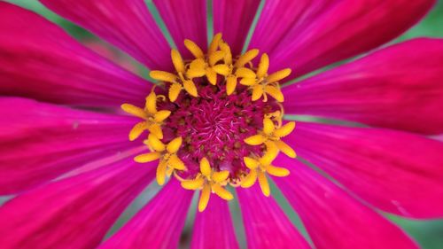 Close-up of purple flower