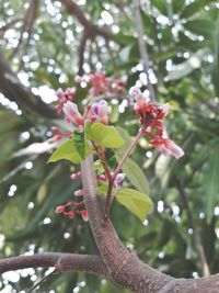 Close-up of leaves on tree