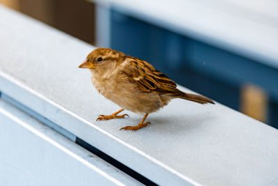 Close-up of bird perching on railing